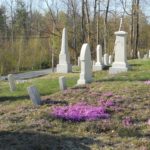 Wild Flowers in Cemetery