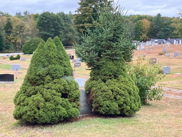 Overgrown shrubs at a cemetery in Monmouth, ME